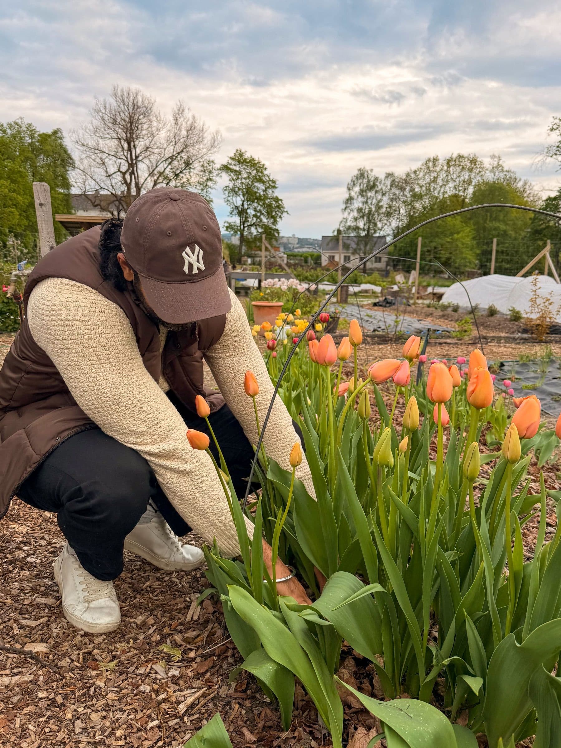 Tulipan-selvplukking Linderud Gård